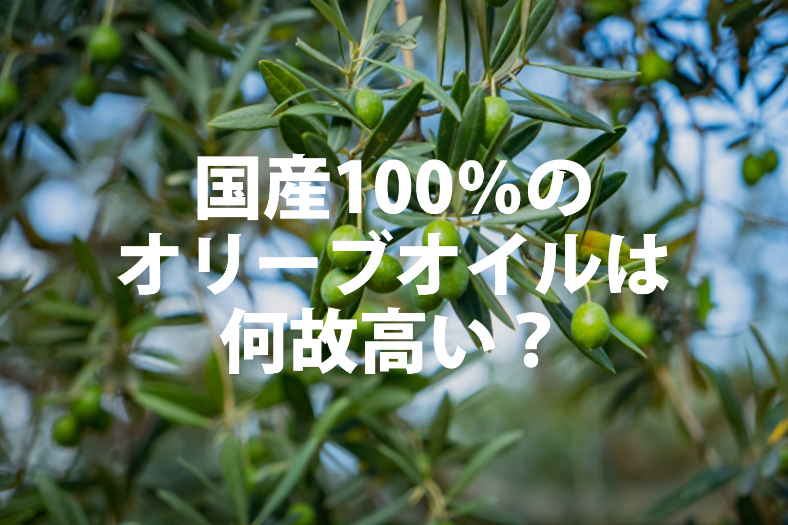 国産のオリーブ100％は何故高い？