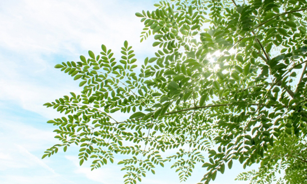 奇跡の木として話題のモリンガの木のイメージ画像