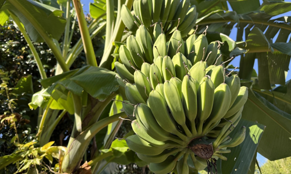 木に実る新鮮なバナナのイメージ