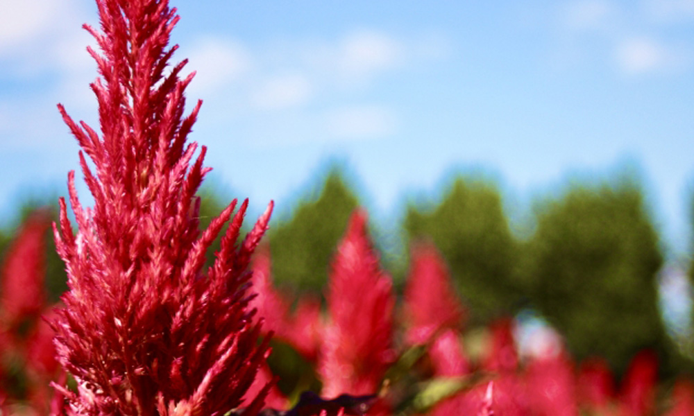 鮮やかな花を咲かせる植物アマランサス葉のイメージ