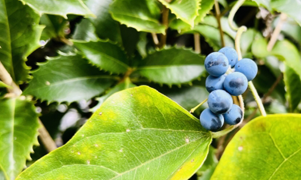 生のブルーベリーのイメージ