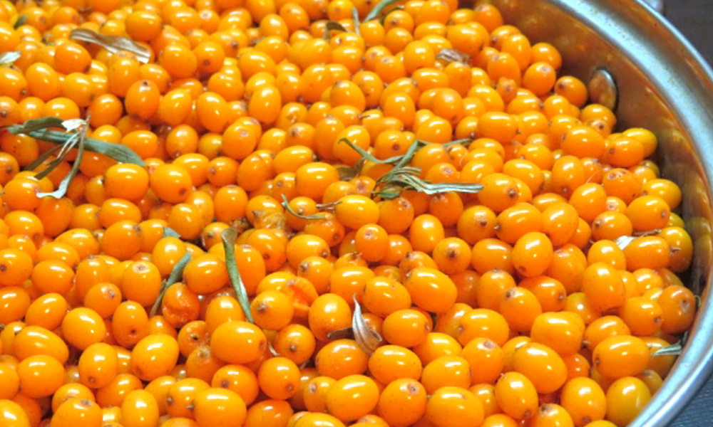 ボールたっぷりに入ったサジーのイメージ